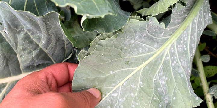 Заселення капусти білокрилкою