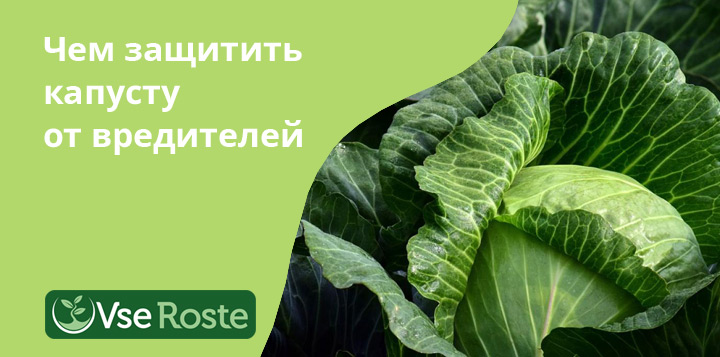 Чем защитить капусту от вредителей