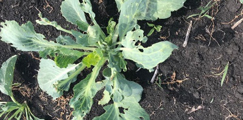 Пошкодження капусти капустяною міллю
