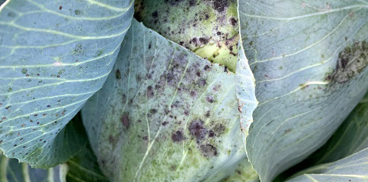 Розвиток сажкового гриба на рослинах капусти через пошкодження білокрилкою