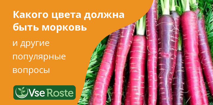 Какого цвета должна быть морковь и другие популярные вопросы о моркови