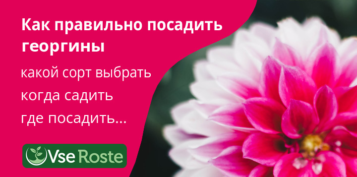 Как правильно посадить георгины