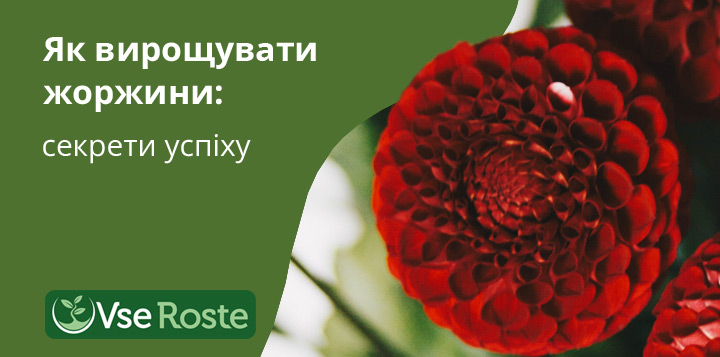 Як вирощувати жоржини: секрети успіху