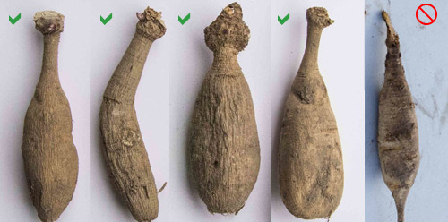 Чи придатні до посадки відаламані бульби жоржини