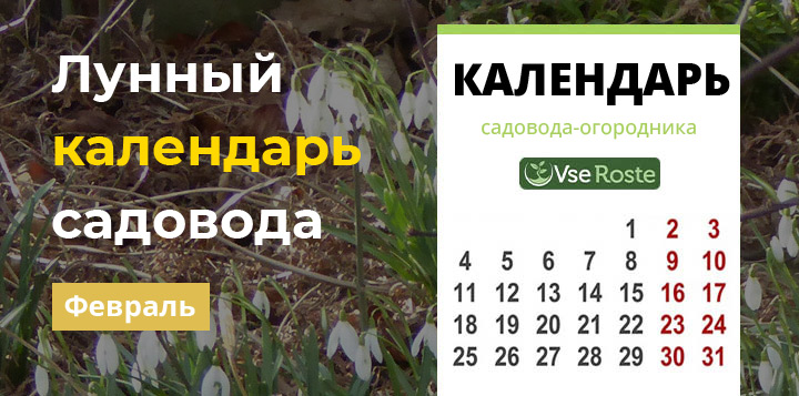 Лунный календарь садовода-огородника на февраль 2024 года