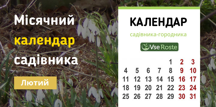 Місячний календар садівника-городника на лютий 2024 року