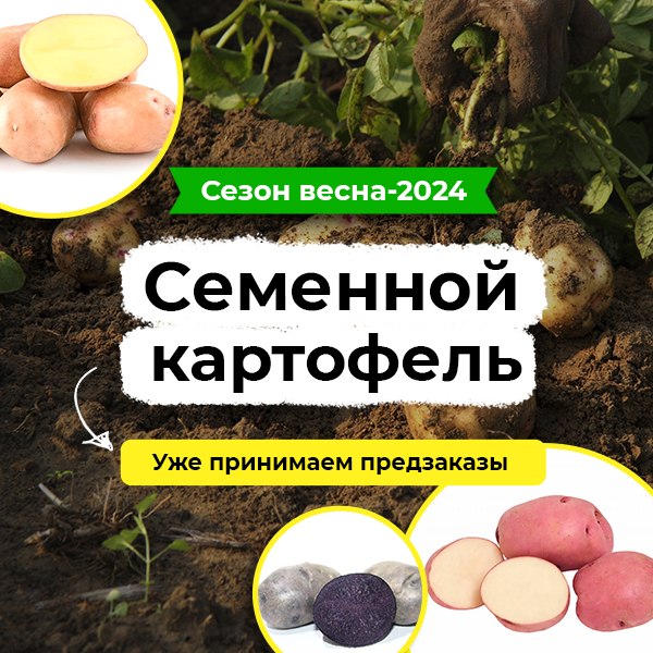 Семенной картофель &ndash; купить