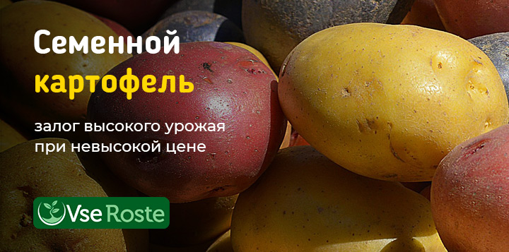 Семенной картофель &ndash; залог высокого урожая при невысокой цене