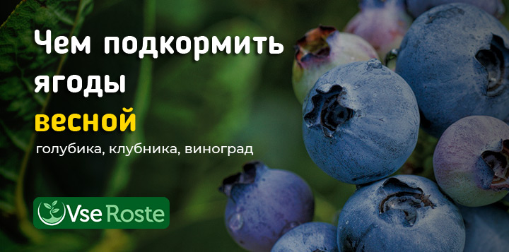 Чем подкормить ягоды весной: голубика, клубника, виноград
