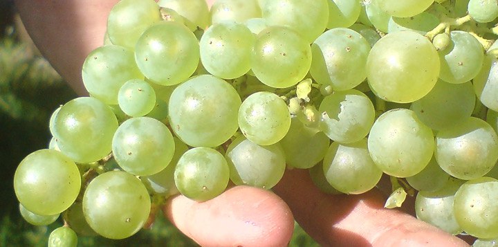 Підживлення винограду навесні