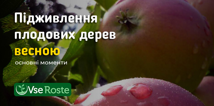 Чим підживлювати плодові дерева весною