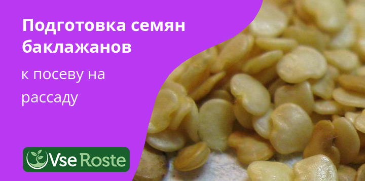 Подготовка семян баклажанов к посеву на рассаду