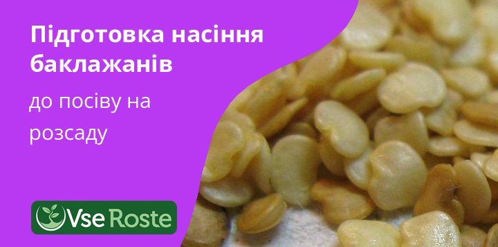 Підготовка насіння баклажанів до посіву на розсаду 