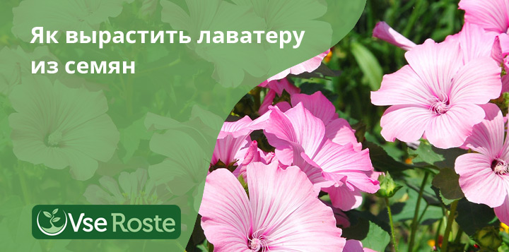 Как вырастить лаватеру из семян