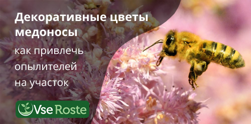 Декоративные цветы медоносы
