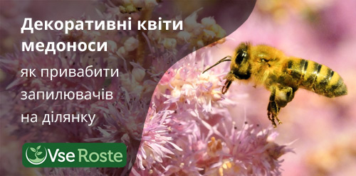 Декоративні квіти медоноси