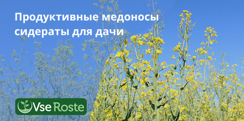 Продуктивные медоносы сидераты для дачи