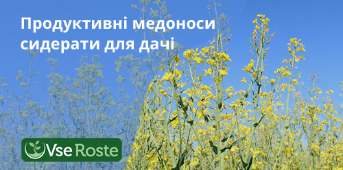 Продуктивні медоноси сидерати для дачі