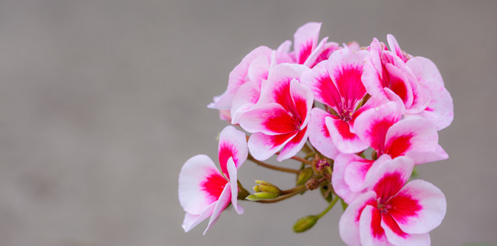 Як доглядати за пеларгонією