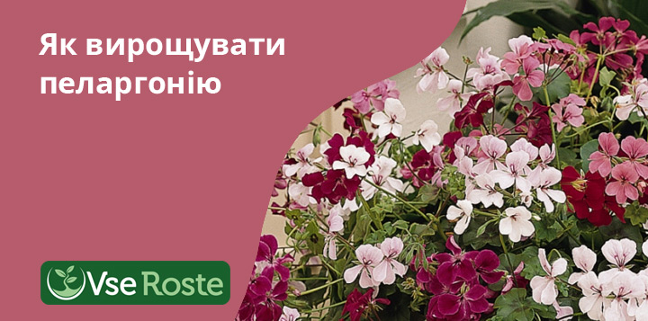 Як вирощувати пеларгонію