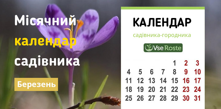 Місячний посівний календар садівника-городника на березень 2024 року