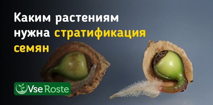 Каким растениям нужна стратификация семян