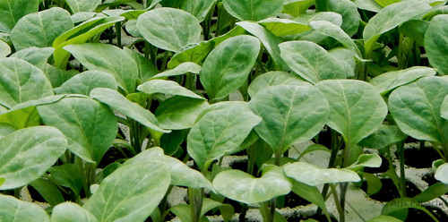 Розсада баклажанів фото