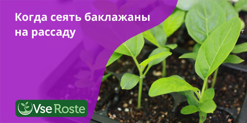 Когда сеять баклажаны на рассаду