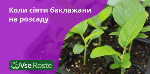 Коли сіяти баклажани на розсаду