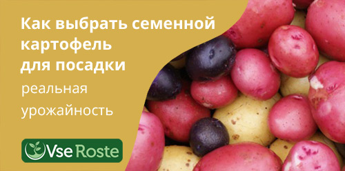 Как выбрать семенной картофель для посадки