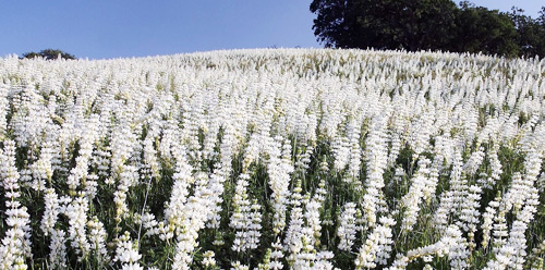 Люпин сидерат фото