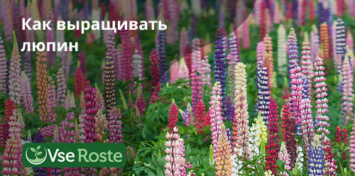 Как выращивать люпин