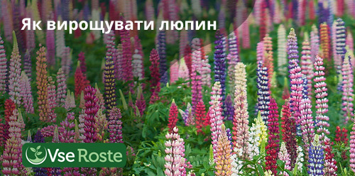 Як вирощувати люпин