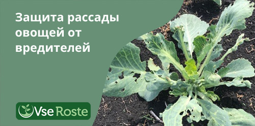 Защита рассады овощей от вредителей