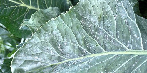 Білокрилка на капусті