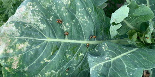 Мармуровий клоп на капусті