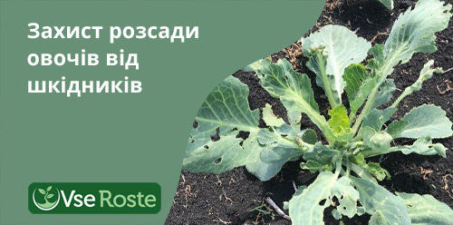 Захист розсади овочів від шкідників