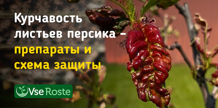 Курчавость листьев персика – препараты и схема защиты от Сингента