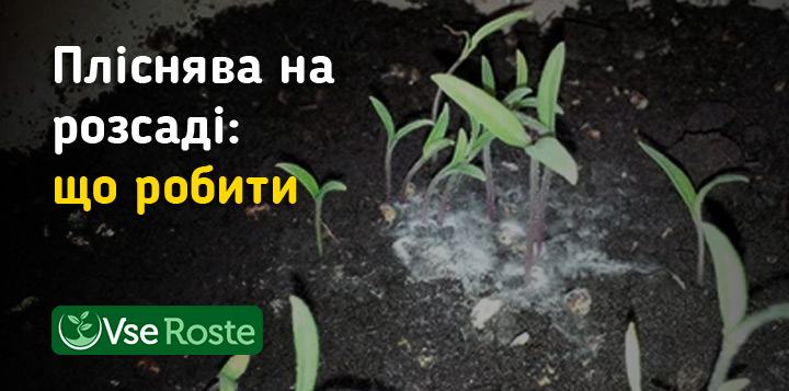 Пліснява на розсаді: що робити