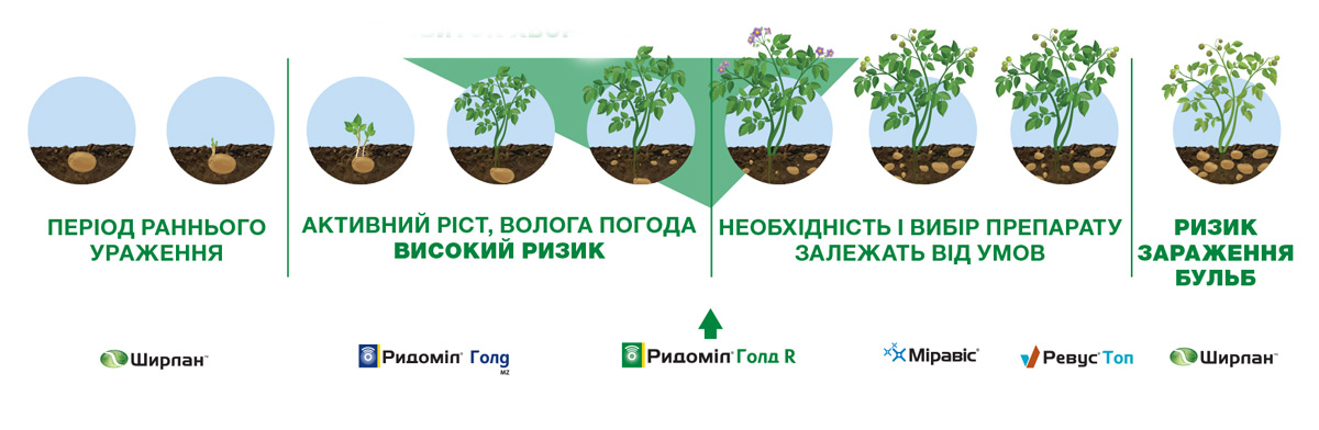 Применение Ридомил Голд R для защиты картофеля