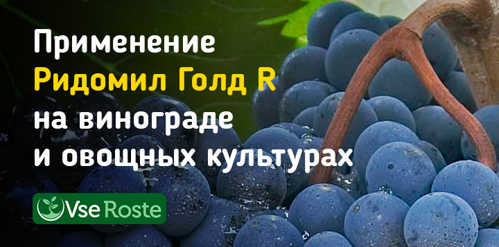 Применение Ридомил Голд R на винограде и овощных культурах – инструкция