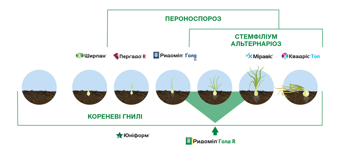 Применение Ридомил Голд R для защиты лука