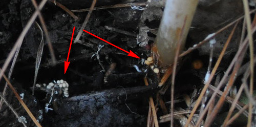 гниль хости фото