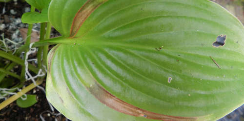 Нематоди на хості фото