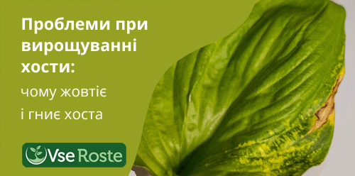 Проблеми при вирощуванні хости: чому жовтіє і гниє хоста