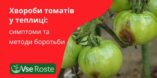 Хвороби томатів у теплиці: симптоми та методи боротьби