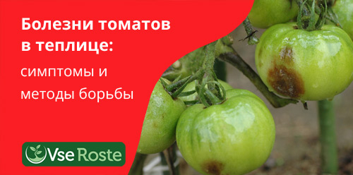 Болезни томатов в теплице: симптомы и методы борьбы