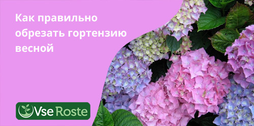 Как правильно обрезать гортензию весной