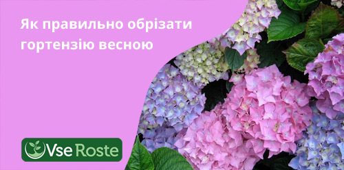 Як правильно обрізати гортензію весною