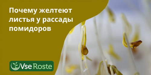 Почему желтеют листья у рассады помидоров   